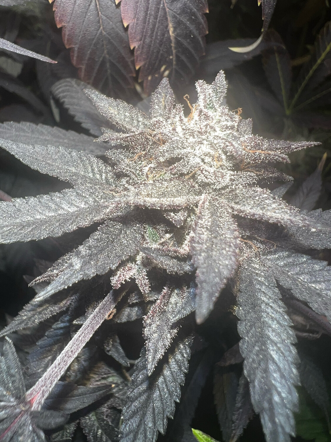 Purple Punch X Skywalker Glue Auto Regulars Qty 5