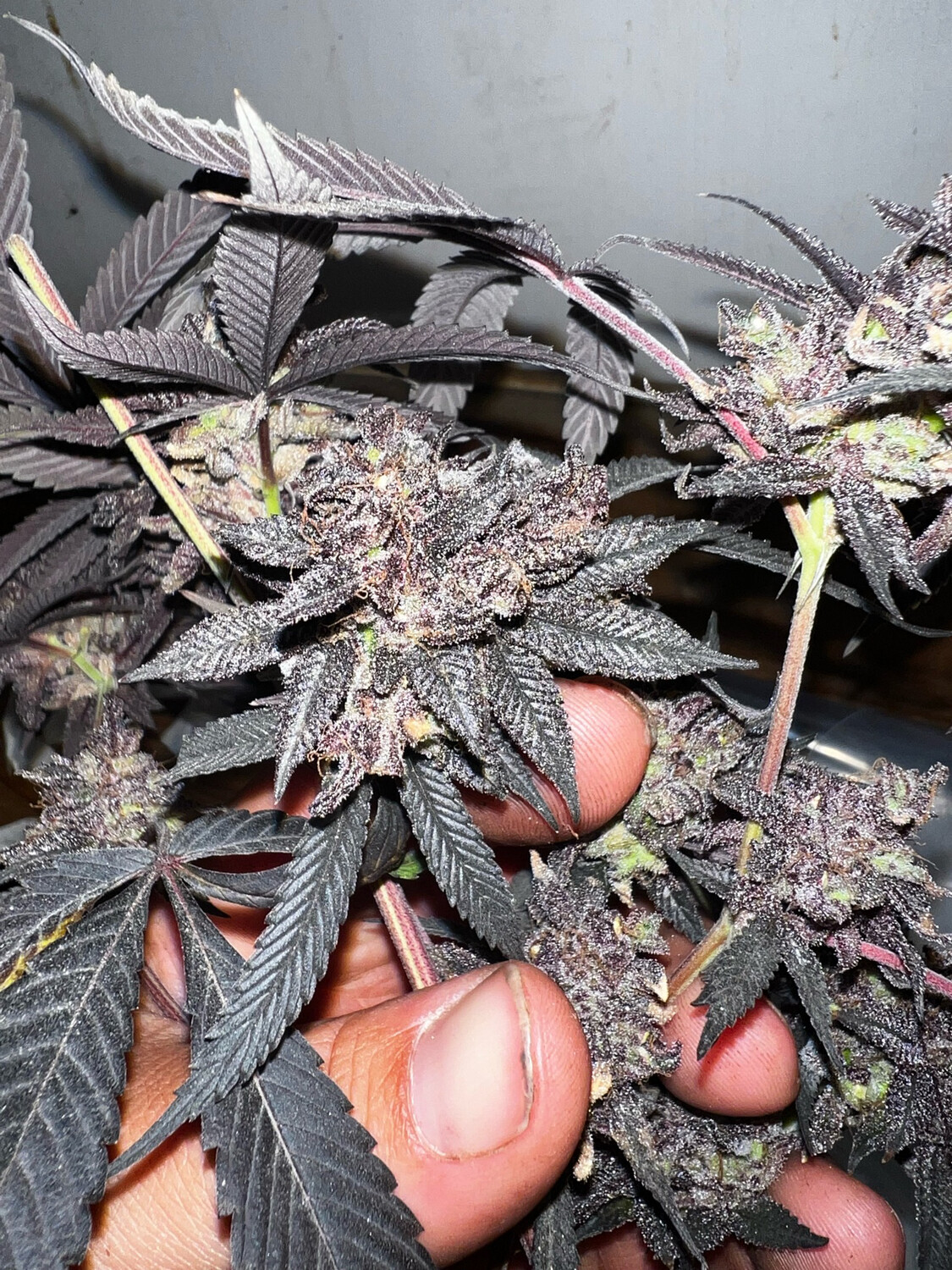 Juicee J (miracle Mints X Jealousy) X Guava Runtz Qty 5 Regulars