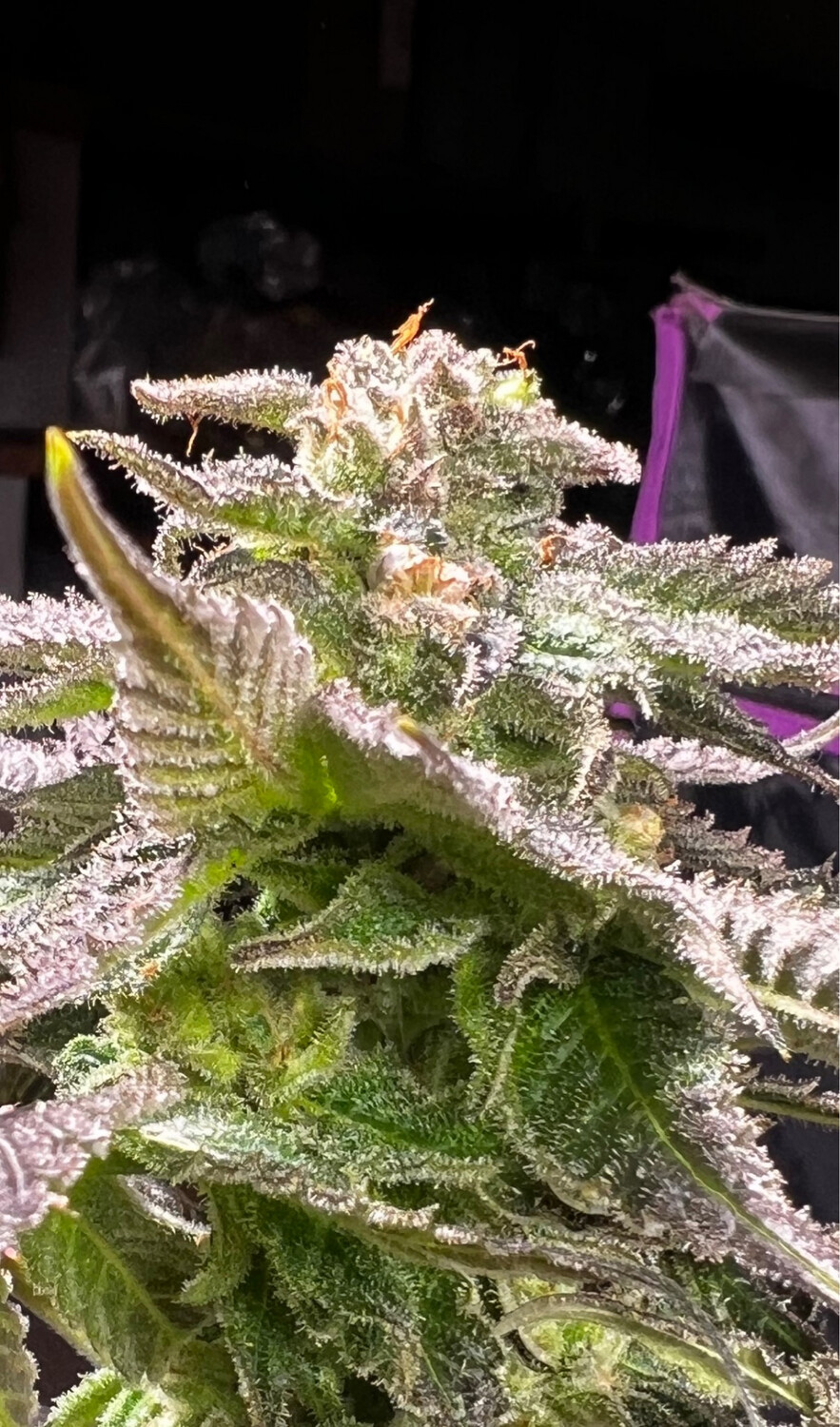 Pink Certz X Pure Michigan Qty 5 Regulars