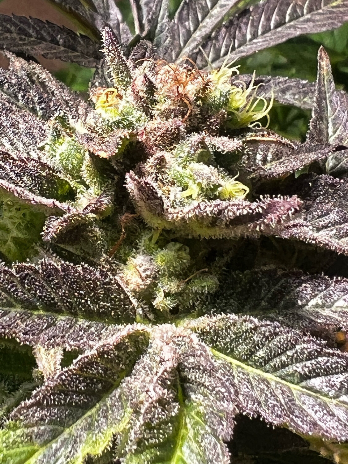 Dante’s Inferno X Guava Runtz Qty 5 Regulars