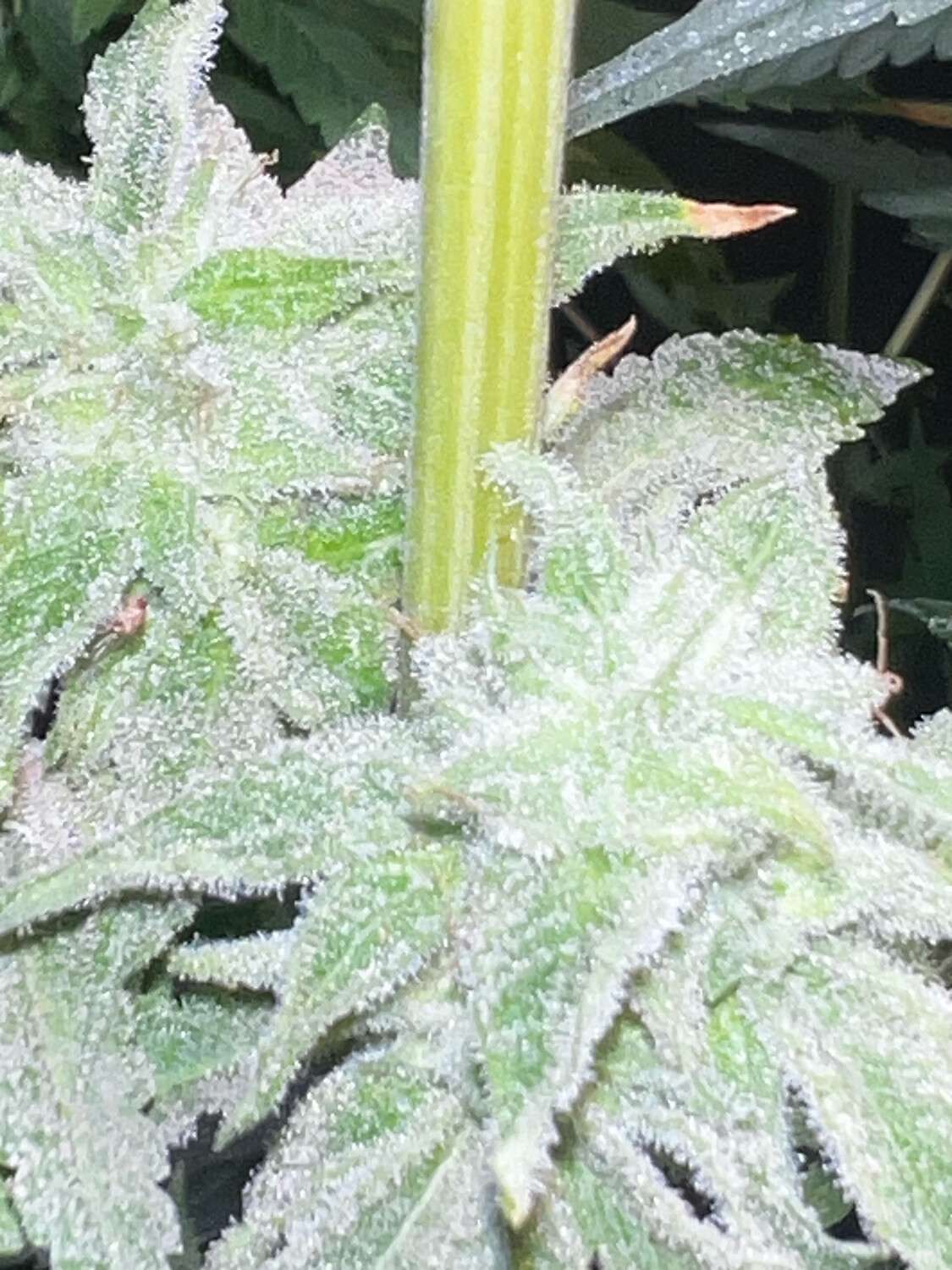 Black Cherry Lemonade (very Cherry X (lemonade X Lemontree) Qty 5 Regulars