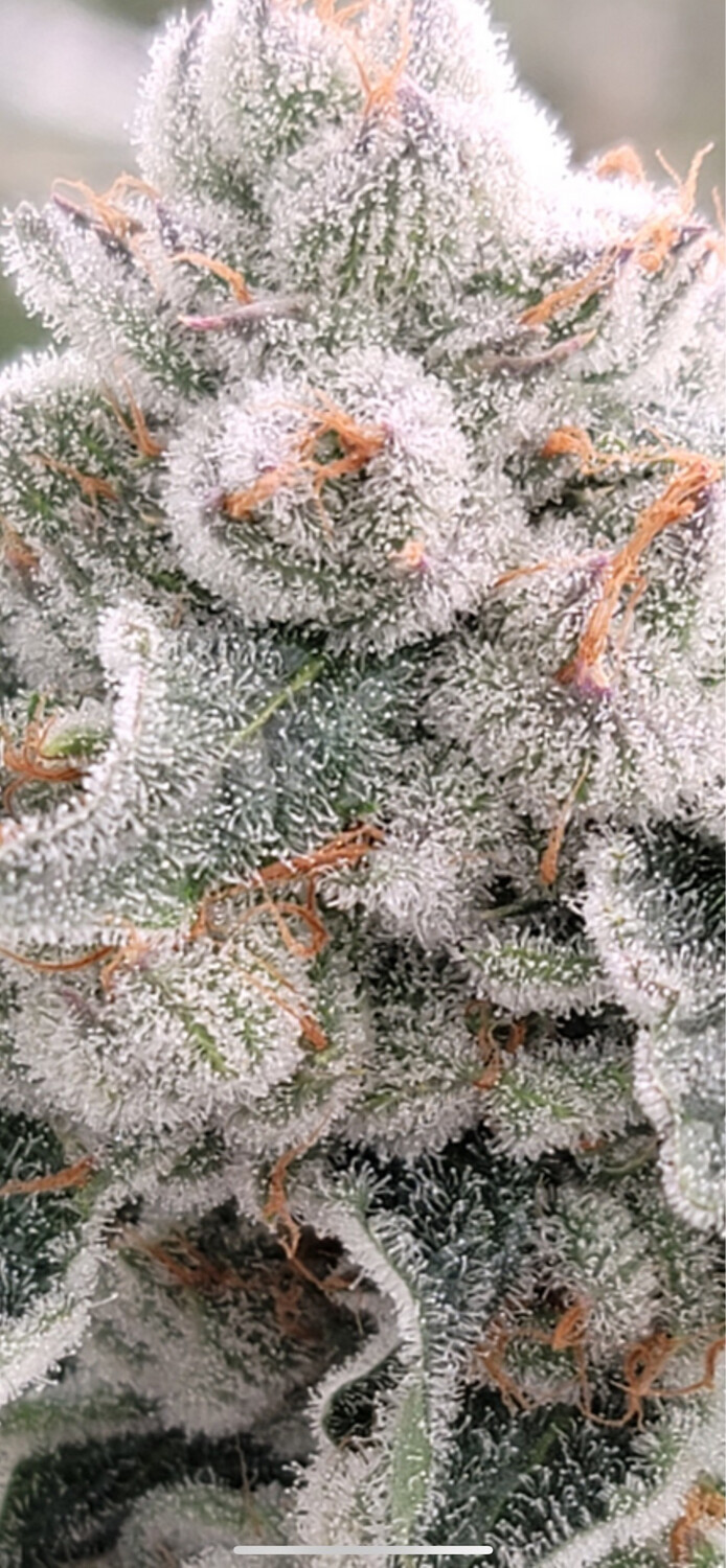 E-85 (GF) X (dip N Stix X Mactree) (wildman Collab) Qty 5 Regulars /10