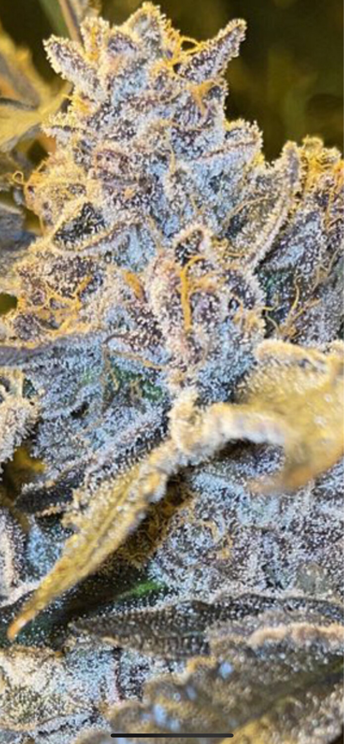 Juicee J X (dip N Stix X Mactree) (wildman Collab) Qty 5 Regulars /5