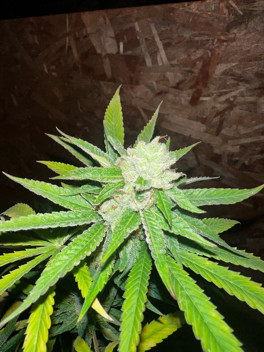 Planet Of The Grapes X (mimosa X Banana Punch) Qty 5 Regulars