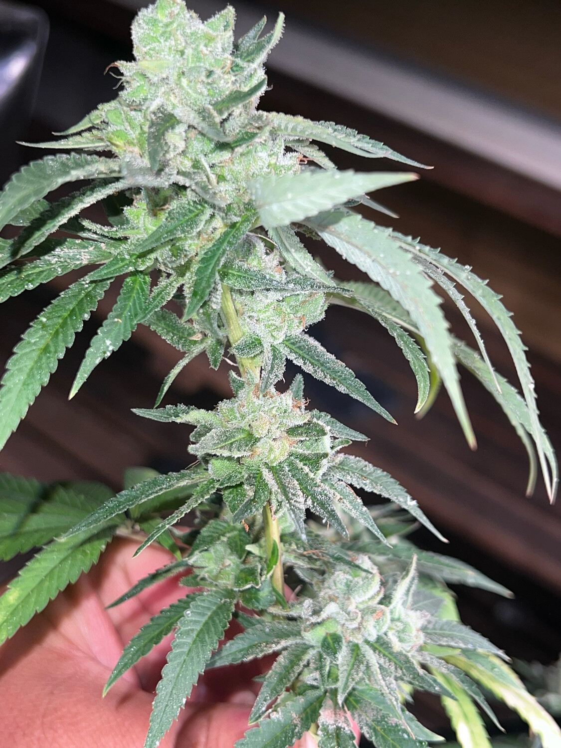 Moonblend # 24 X Grape Red Bullz Qty 5 Regulars Short Release