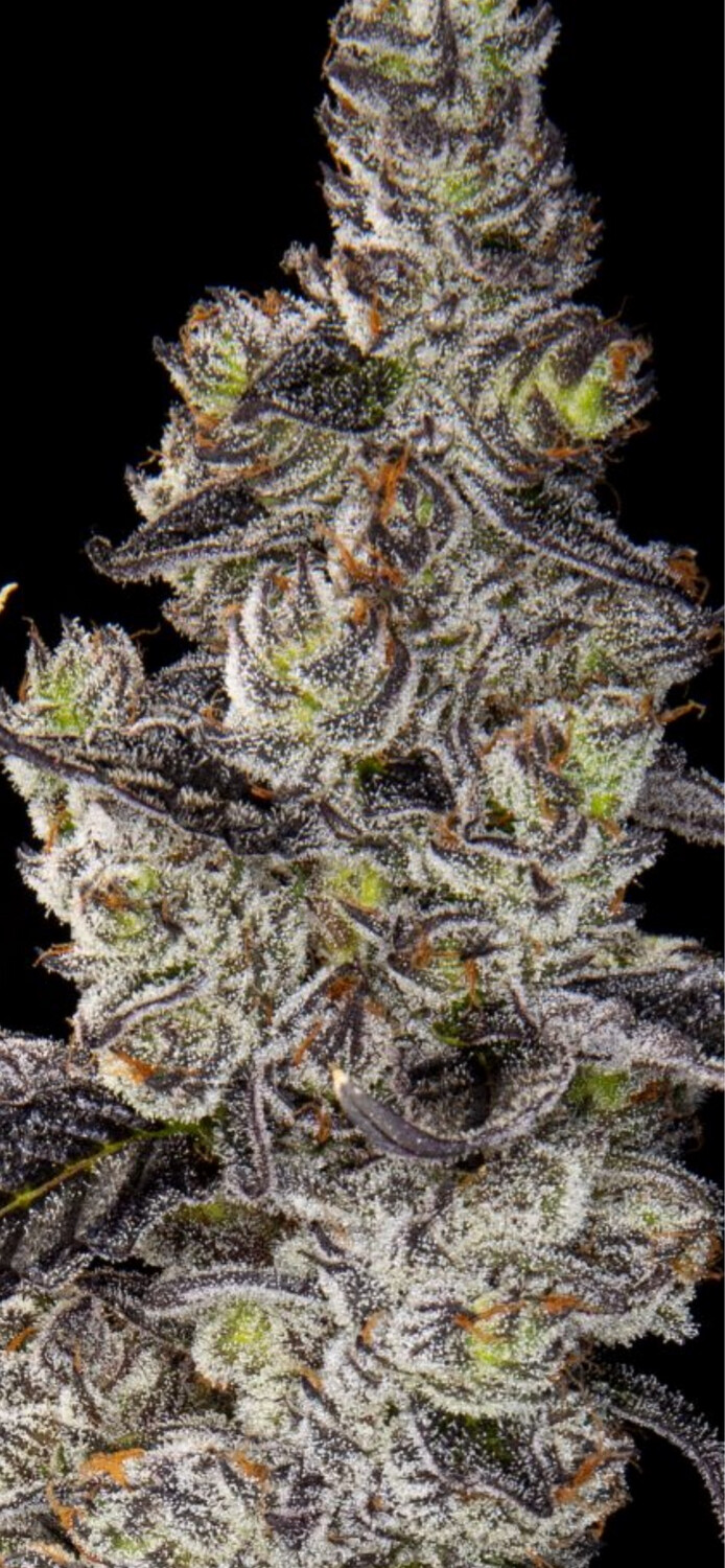 White Truffles X Grape Red Bullz V.2 Qty 5 Regulars /5