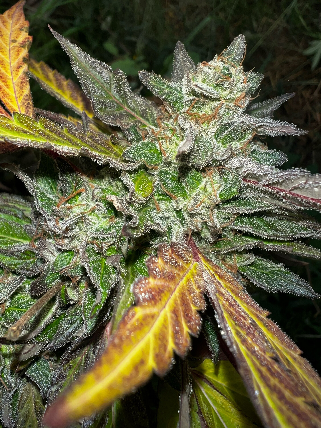 Peach Ringz X (Kona Gold X X18) Qty 5 Regulars