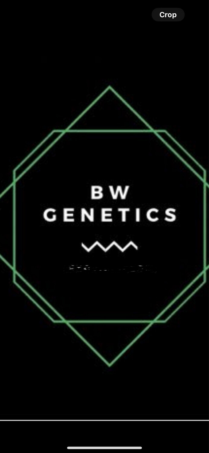 Blue Ritz # 22 X Gastro Pop Qty 5 Feminized BOGO not Applicable