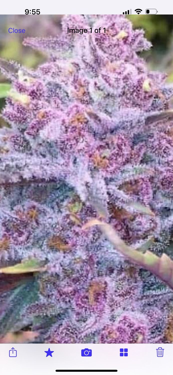 Açaí Sherbet Feminized Qty 5 BOGO Not Applicable
