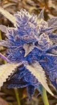 Jokerz X Cap Junky Qty 5 Feminized BOGO Not Applicable /5 V2