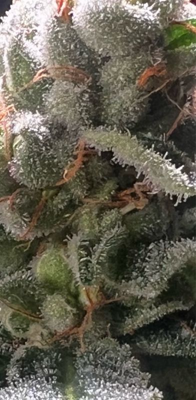 Garlic Cocktail #7 X Black Truffle (max Yield) Qty 5 Feminized Short Release