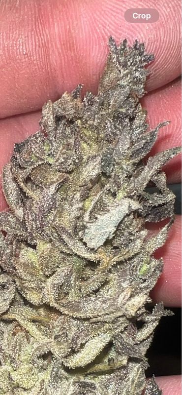 Astronaut Status #24 X Gastro Pop Feminized Qty 5 BOGO Not Applicable /5
