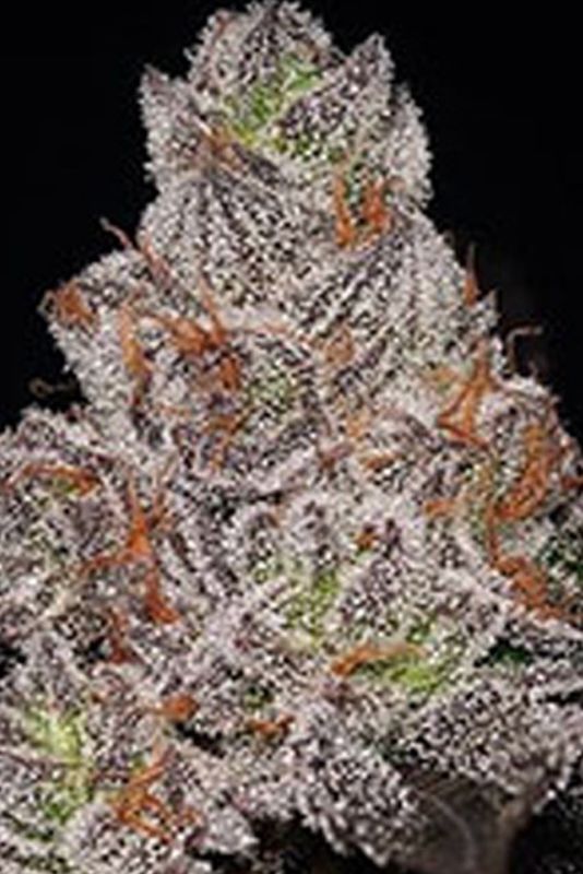 Pina Colada X Gary Payton Feminized Qty 5 BOGO Not Applicable/10