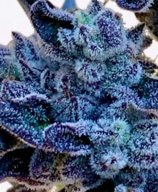 Now N Laterz X Magic Marker Feminized Qty 5 BOGO Not Applicable /7