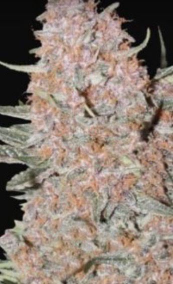 Ztrawberry Pie Auto Fem Qty 5 BOGO Not Applicable /5