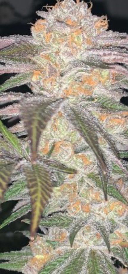 Candy Fumez #6 X Permanent Pineapples Feminized Qty 5 BOGO Not Applicable/9