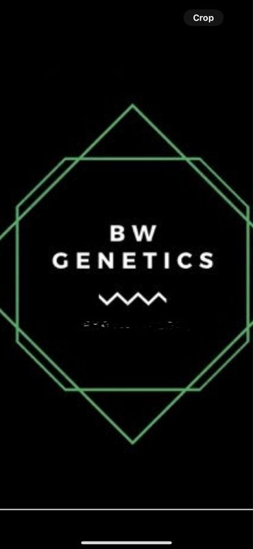 Black Cherry Garlic X Gary Payton Feminized Qty 5 BOGO Not Applicable /10