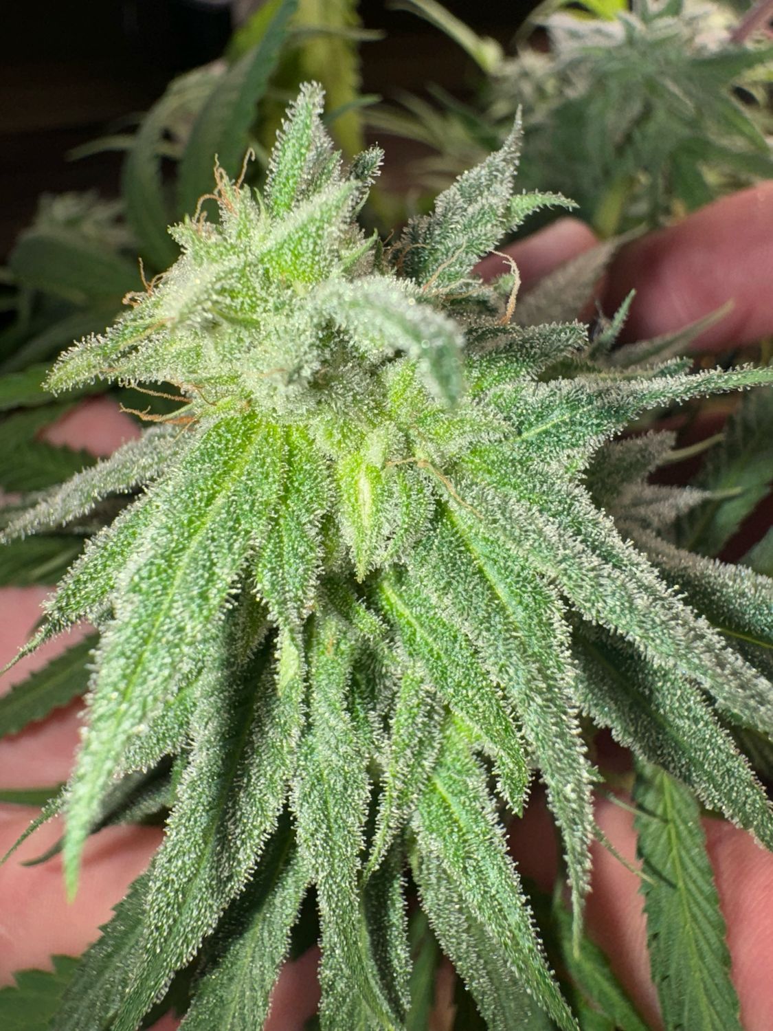 Permanent Pineapples X Permanent Lemons Feminized Qty 5 BOGO Not Applicable /5