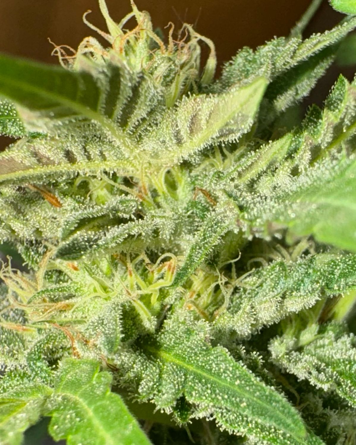 Garlic Juice X Magic Marker Qty 5 Feminized BOGO Not Applicable/6