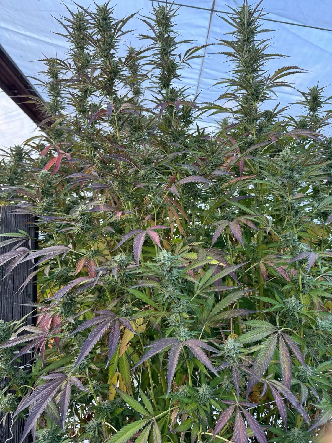 Znickerdoodle X Z Marker Feminized Qty 5 BOGO Not Applicable/8