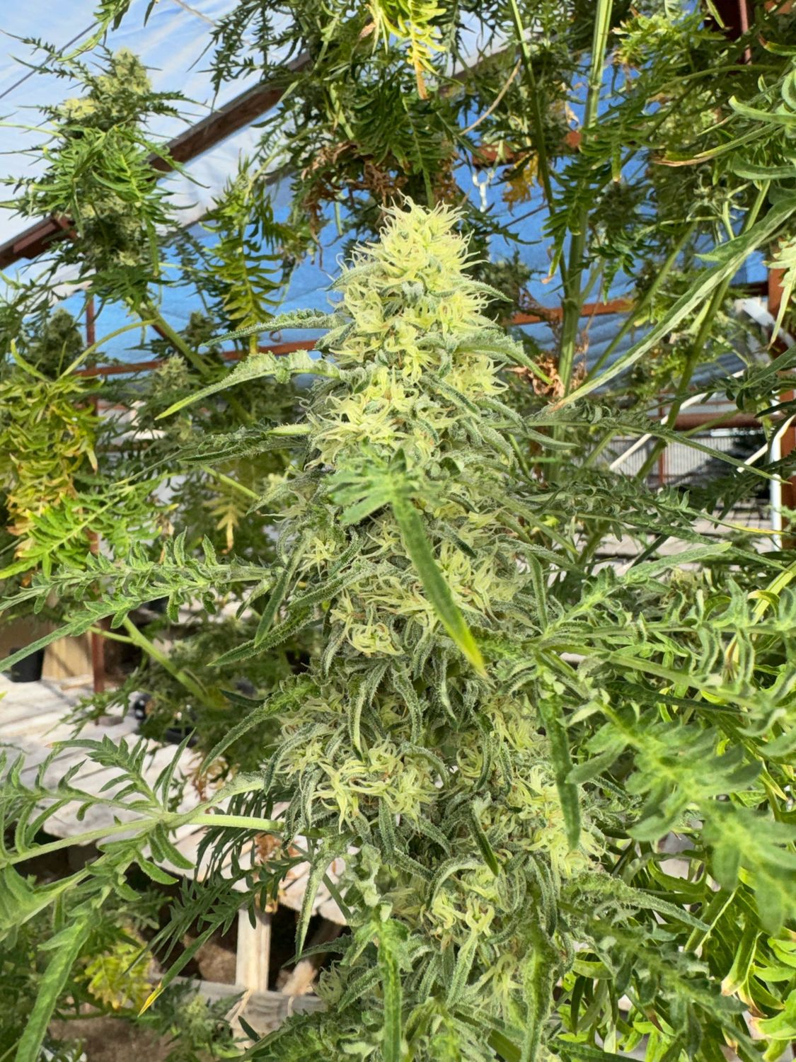 Freakshow F10 Regulars Qty 10+ BOGO Not Applicable. *seeds Are Naturally Light In Color The Whole Plant Is Weird The Seeds Are No Different