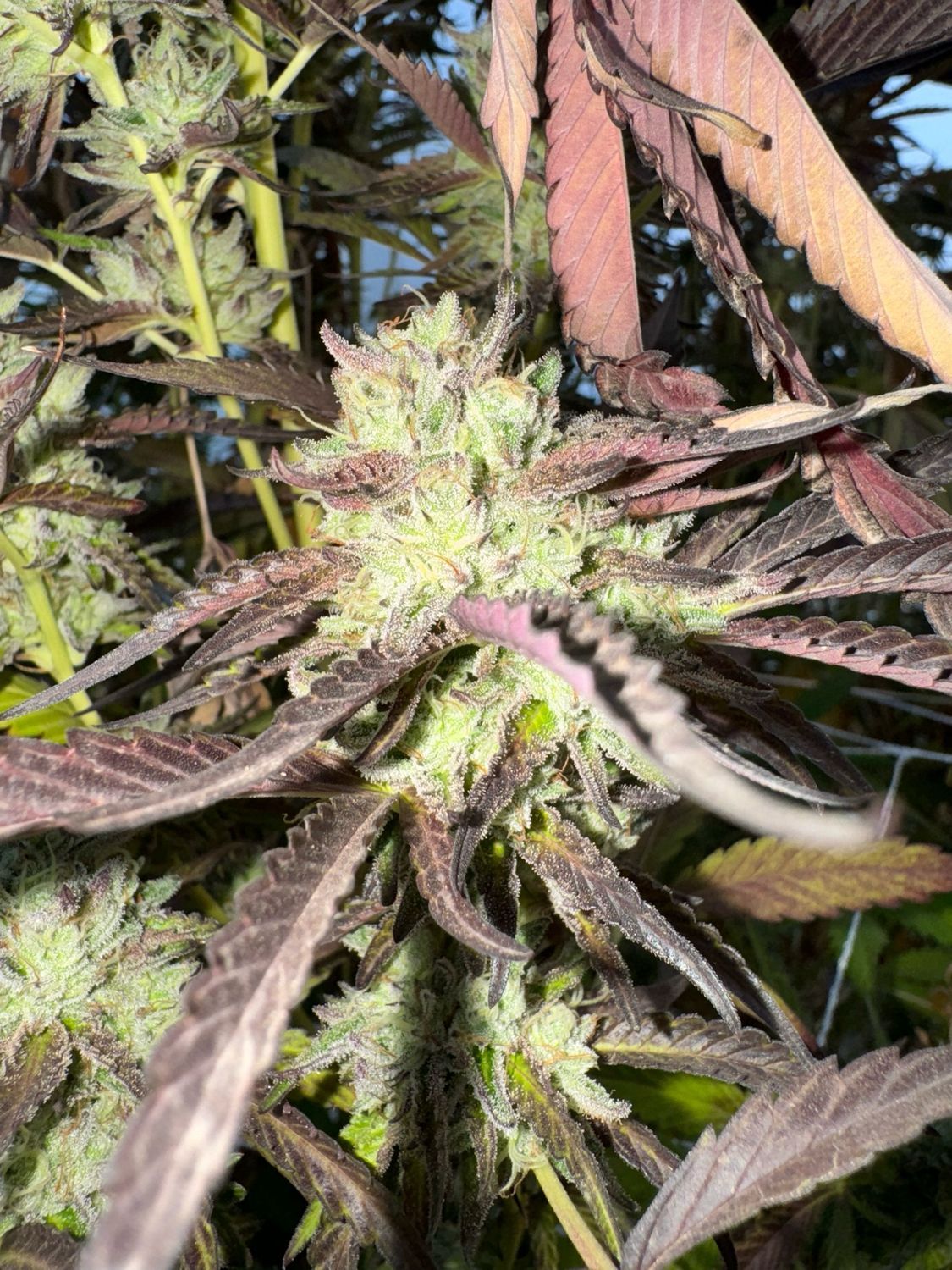Black Cherry Garlic X Kush Sorbet Qty 5 Regulars