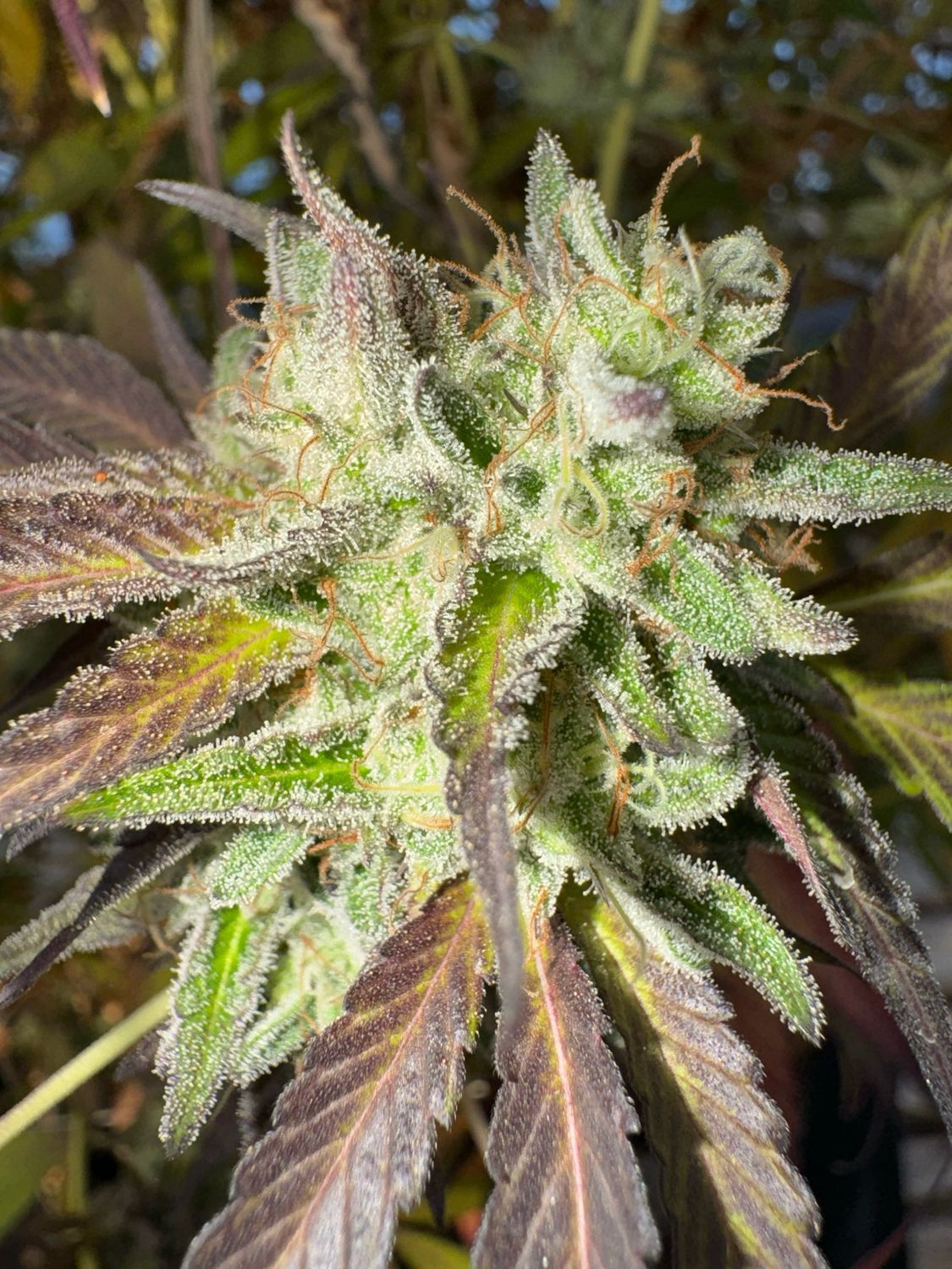 Lemon Runtz Auto Fem Qty 5 BOGO NOT APPLICABLE