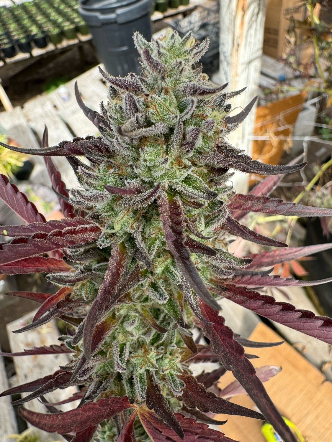 Orange Peelz (Z Marker X ((Orange Dosi X Orange tree) Qty 5 Regulars