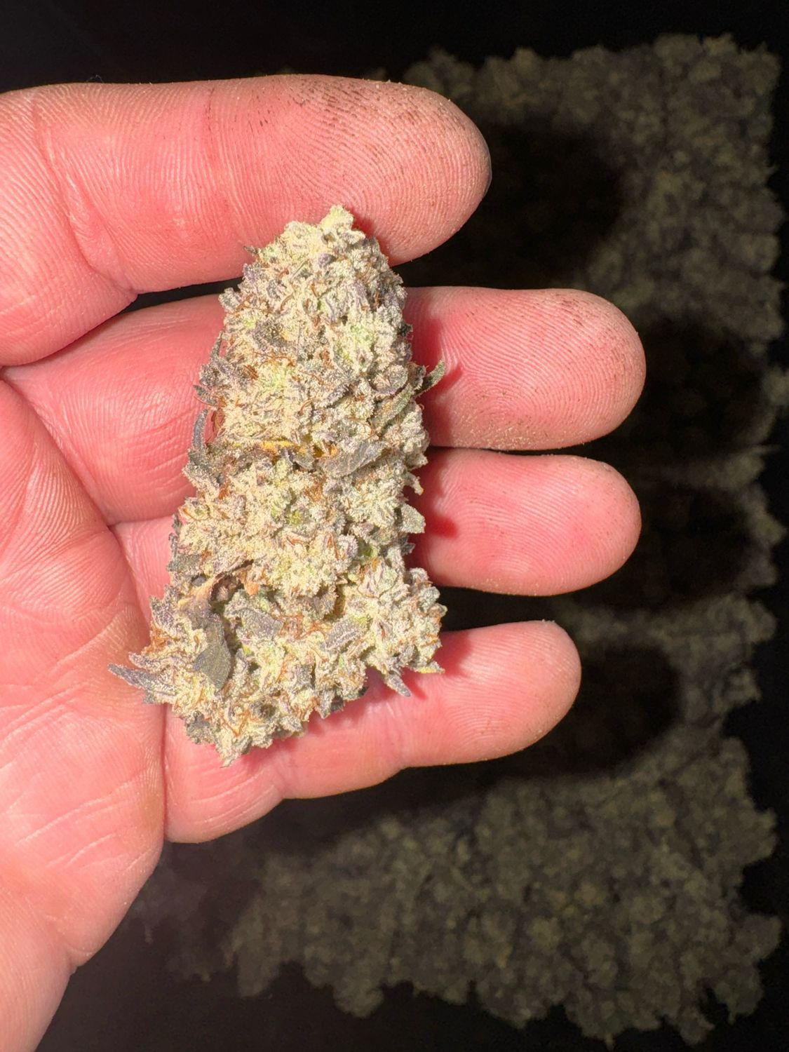Z Marker X (Forbidden Zkittlez Bx)qty 5 Regulars