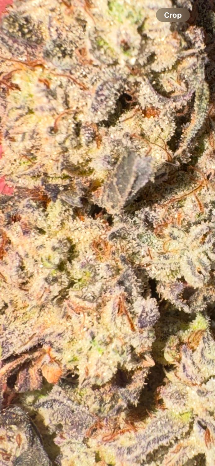 Detroit Muscle S1 Feminized Qty 5 BOGO Not Applicable/5
