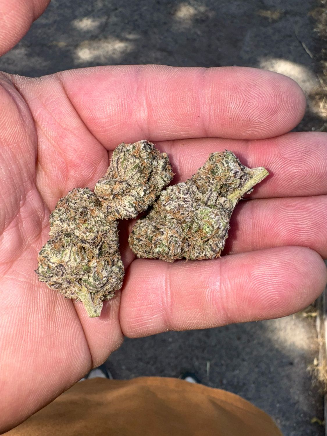 Super Buff Cherry #26 X Grape Truffles Feminized Qty 5 BOGO Not Applicable