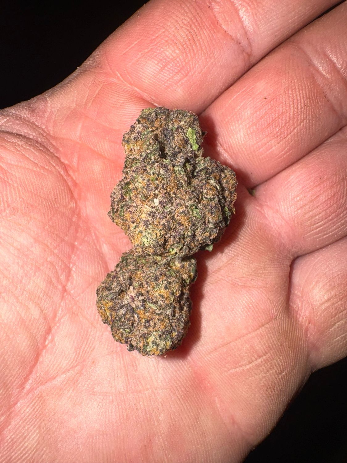 Special : Zoda X Rainbow Belts Feminized Qty 5 BOGO NOT APPLICABLE