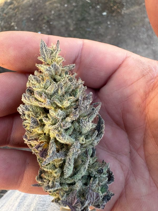 Zoda X Very Cherry Qty 5 Regulars