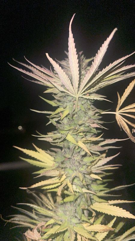Kosher Grapez X Project 562 Qty 5 Regulars