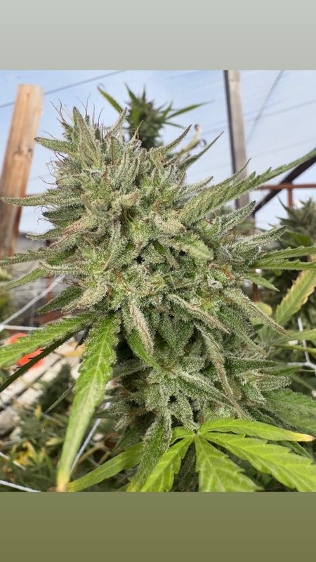 Gelato Pops X Very Cherry Qty 5 Regs
