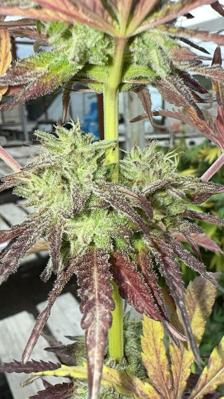 The Keeper X Pink Magic (pink Fritz X Black Magic) Qty 5 Regs