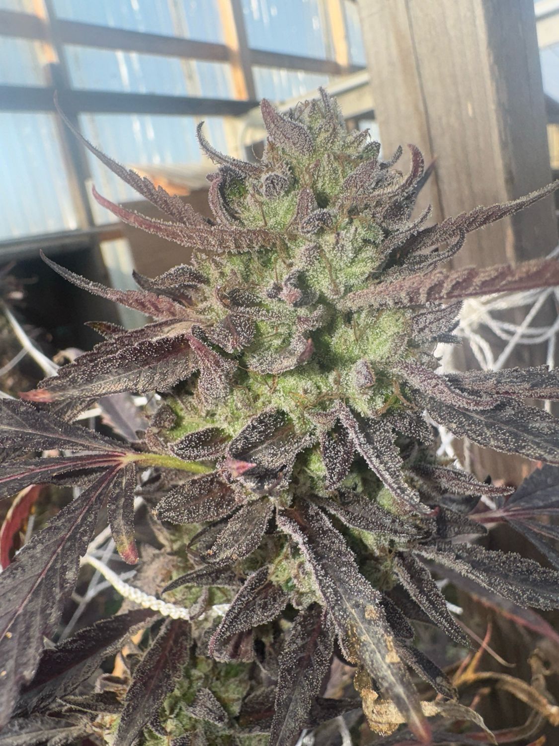 Pink Magic S1 (pink Zkittlez X Black Magic) Fem 5 BOGO Not Applicable
