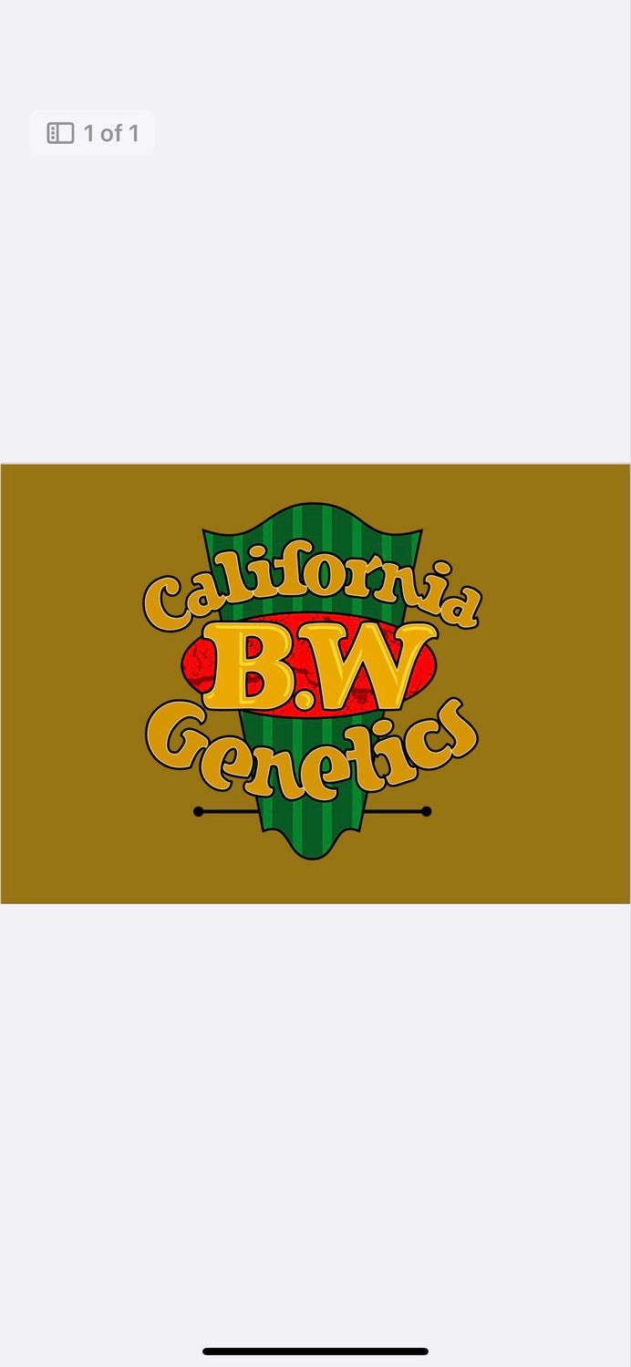 Zlushiez Pie Qty 5 Regulars