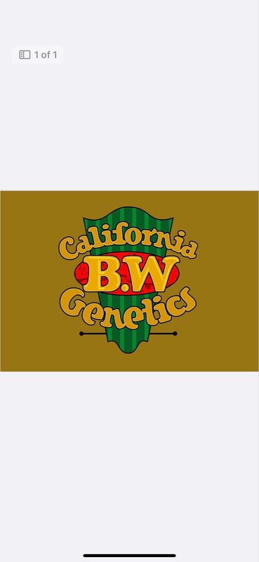 Zlushiez Pie Qty 5 Regulars