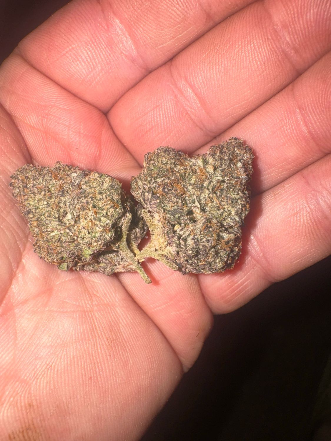 Superboof S1 Feminized Qty 5 BOGO Not Applicable