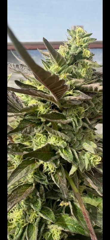 209 Mintz (amaretto Mintz X 209 Og) Qty 5 Regulars