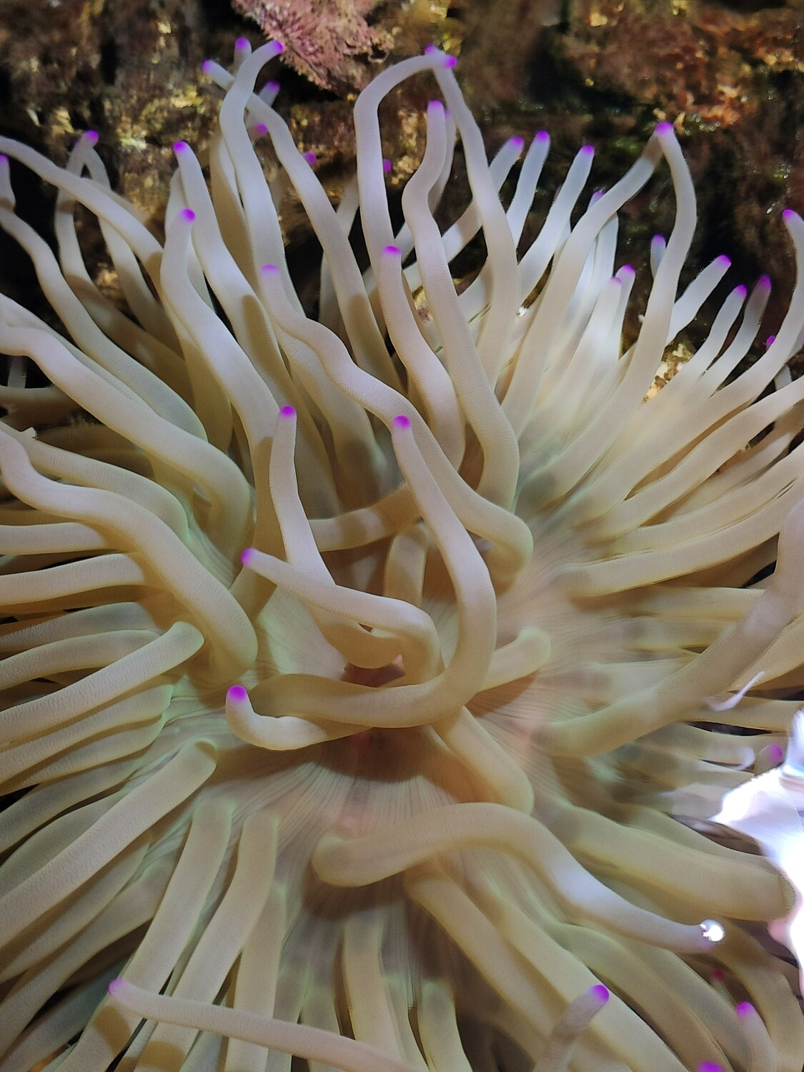 Anémona Condylactis