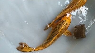 Peces Koi