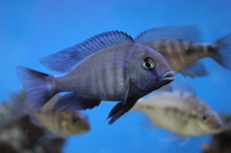 Peces Ciclidos Africanos