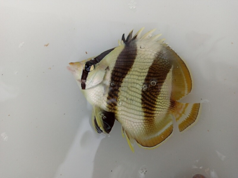 Mariposa Rayada