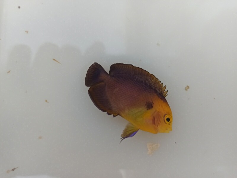 Ángel Pigmy