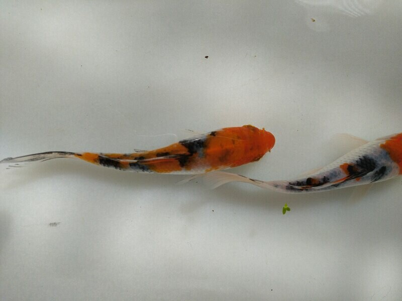 Kois Sanke AAA 10 cm