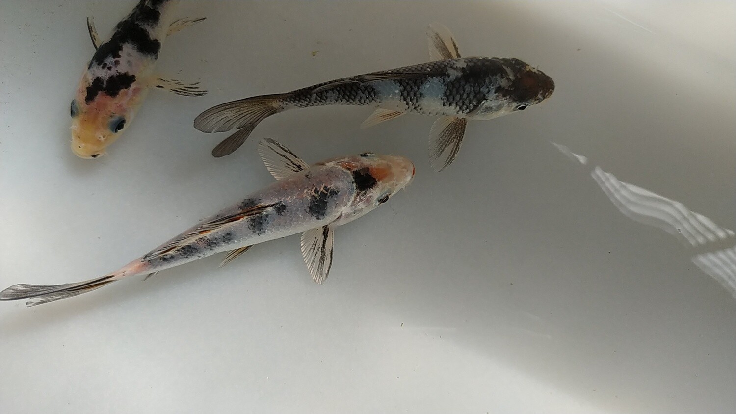 Kois Bekko  AAA 6 cm