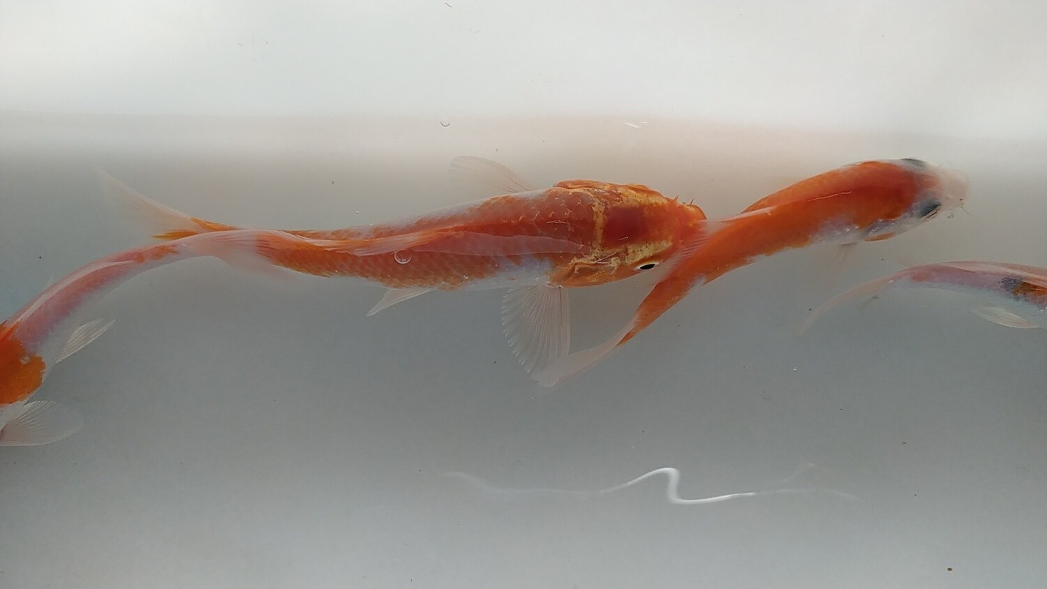 Kois Kuhaku AAA 10 cm