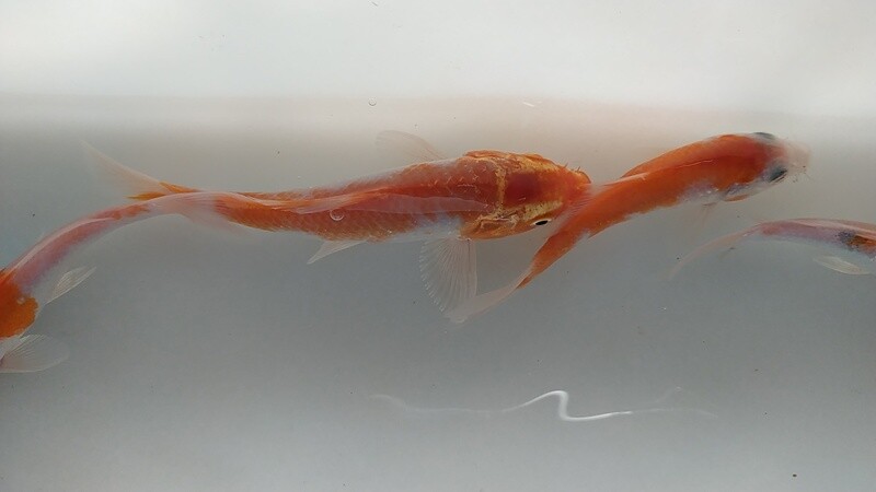 Kois Kuhaku AAA 6cm